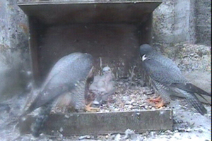 3.5.09 Mum and Dad feed chicks