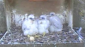 The Three Chicks