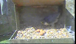 Dad takes over - no sign of chicks yet!