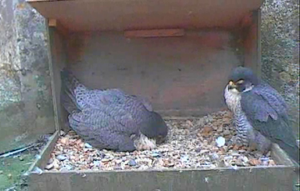 Mum and Dad asleep on the nest