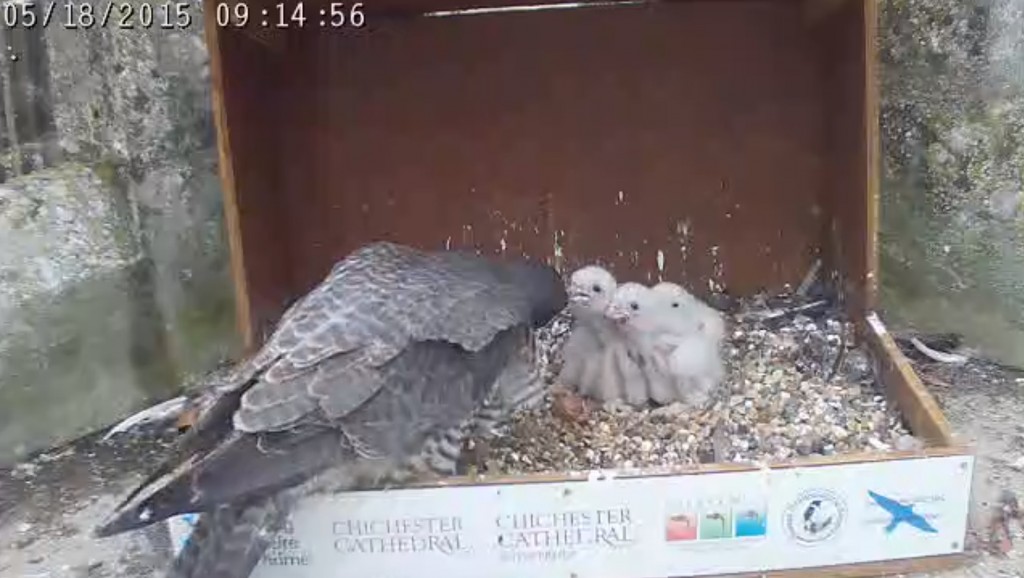 Mum feeding the chicks