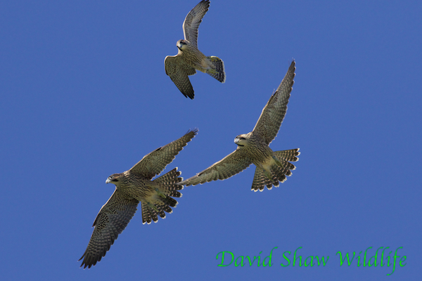 The male 62 at the top and female juveniles 65 and 63 below.