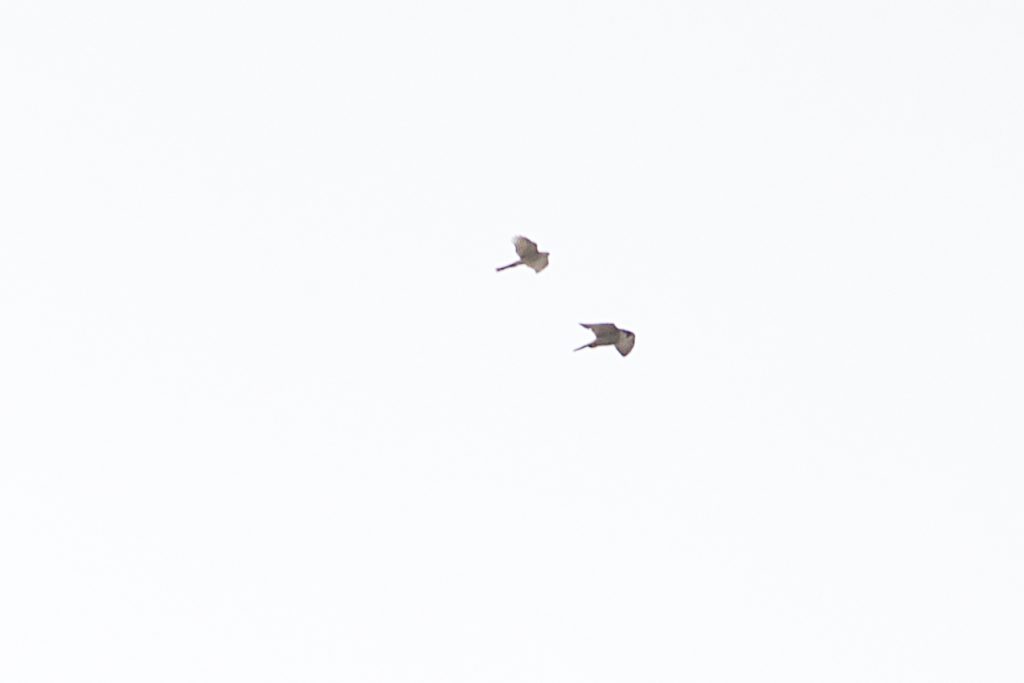 Sparrow-hawk and Peregrine