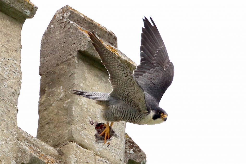Busy Peregrines
