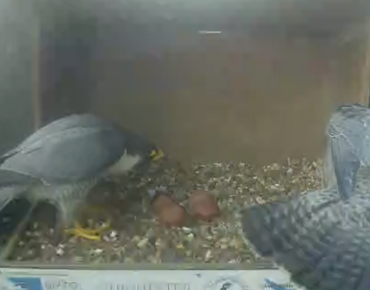 Now we have 4 eggs