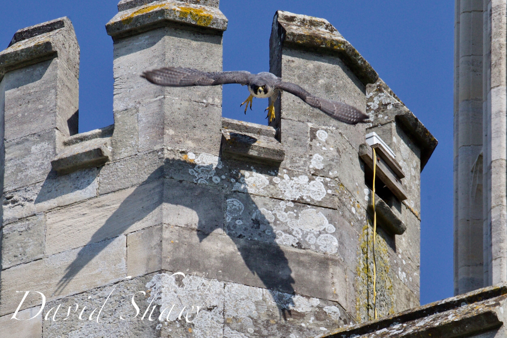 Chichester peregrines open days