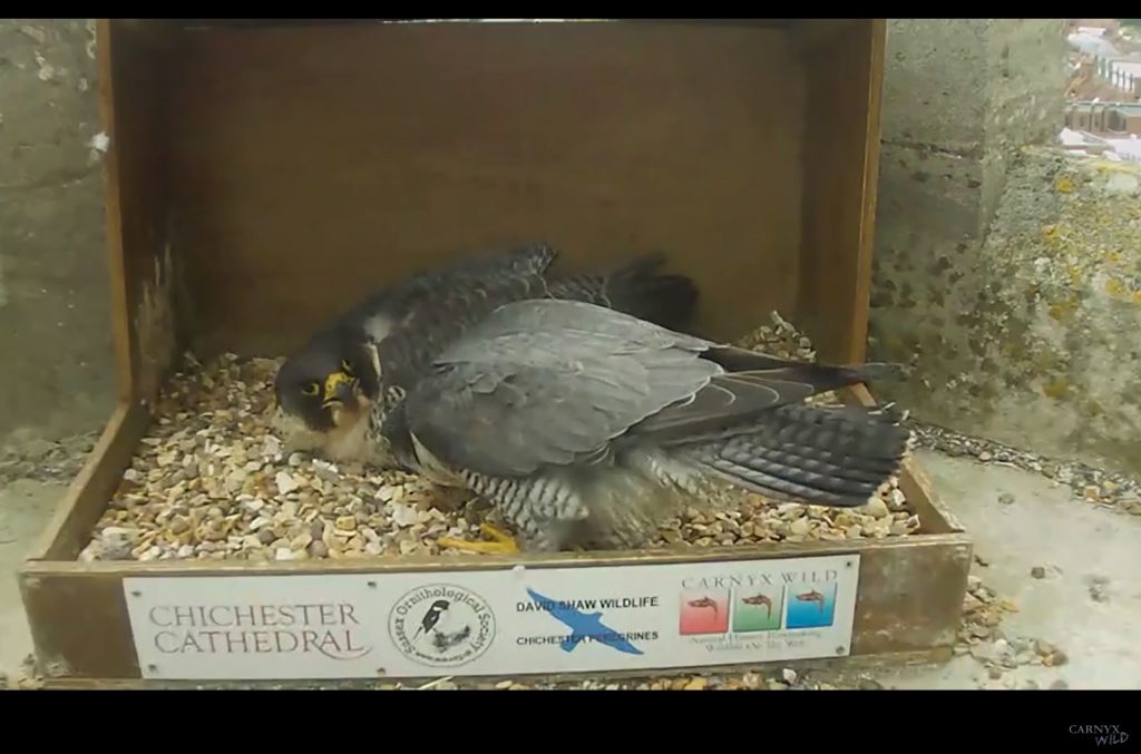 Chichester Peregrines Open Days