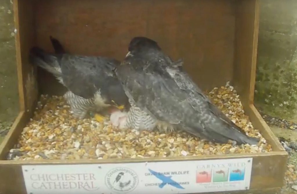 Chichester Peregrines 