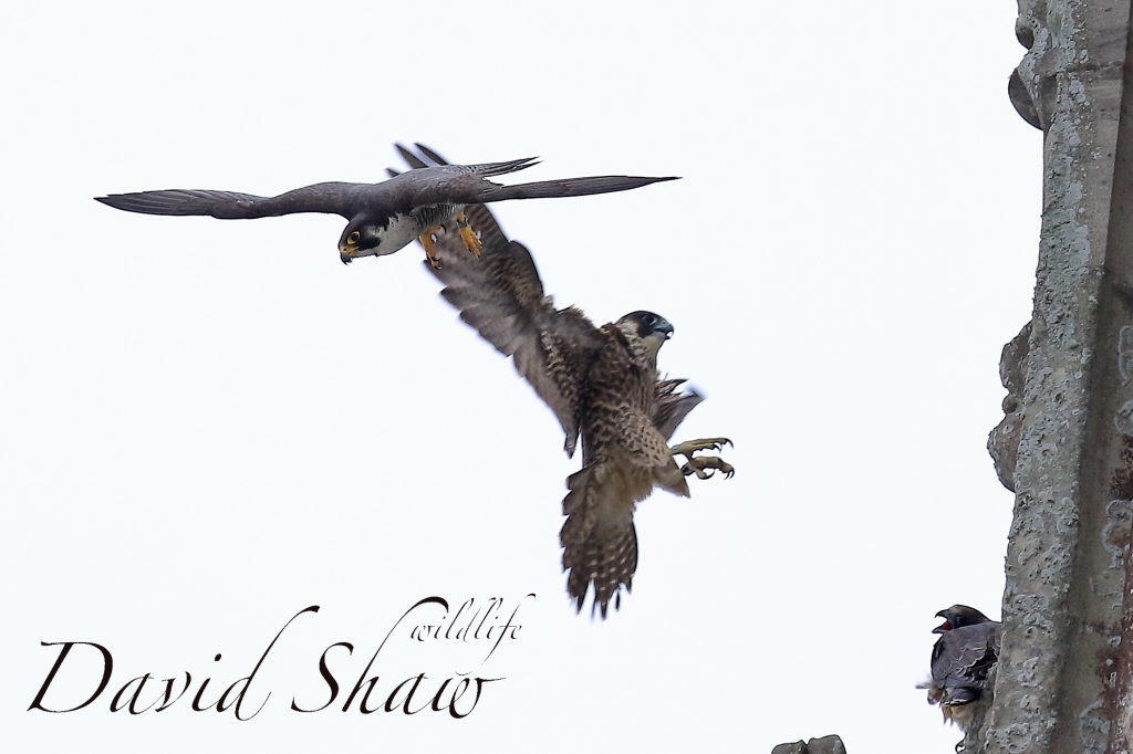 Chichester Peregrines