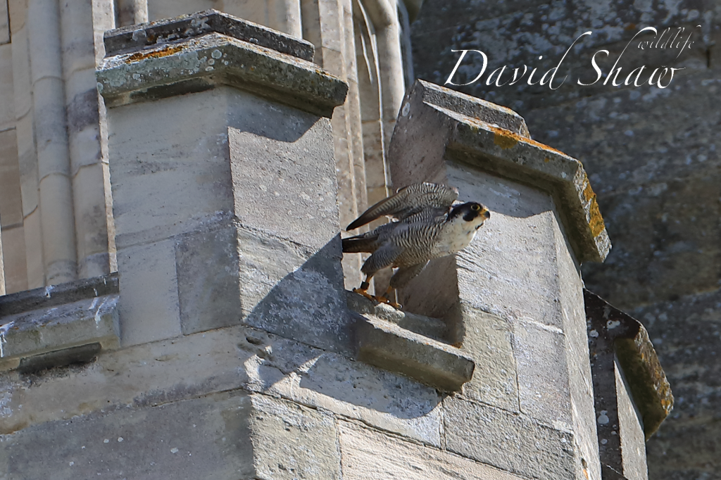 Chichester peregrines