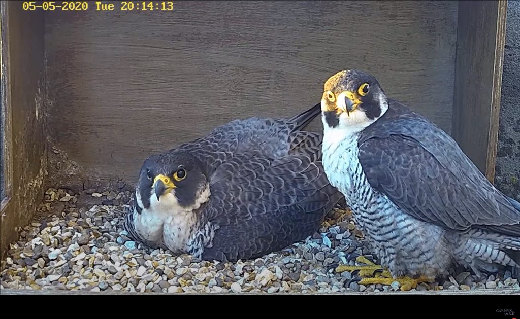 Chichester peregrines