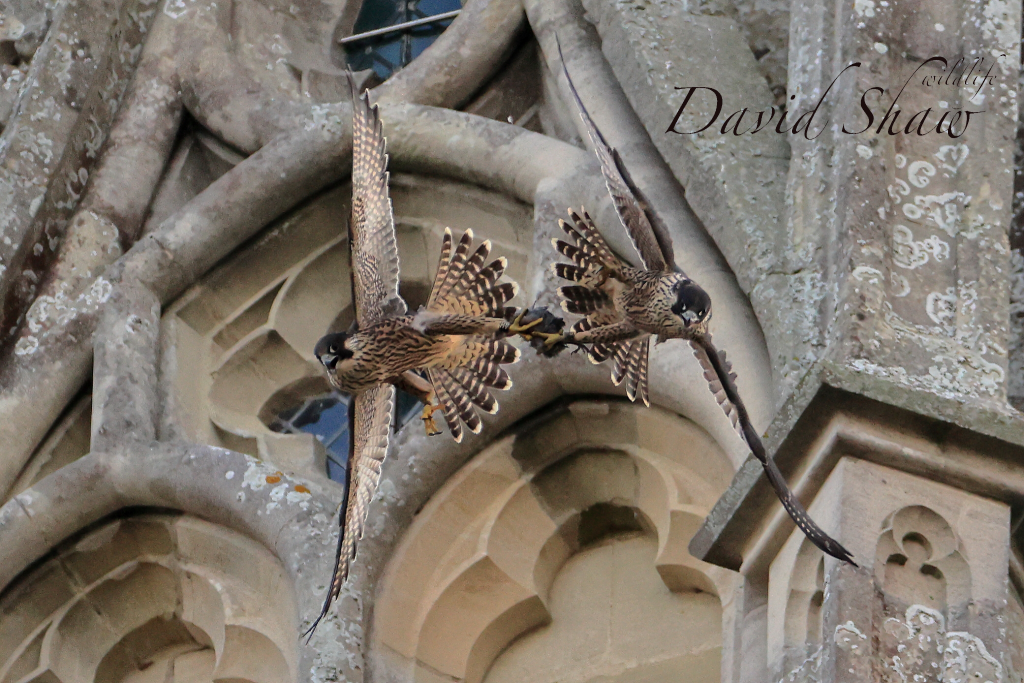 Chichester Peregrines