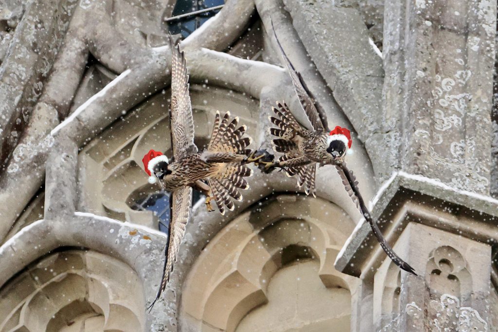 Chichester Peregrines Happy Christmas