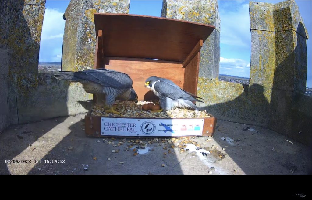 Chichester Peregrines the boy’s in charge