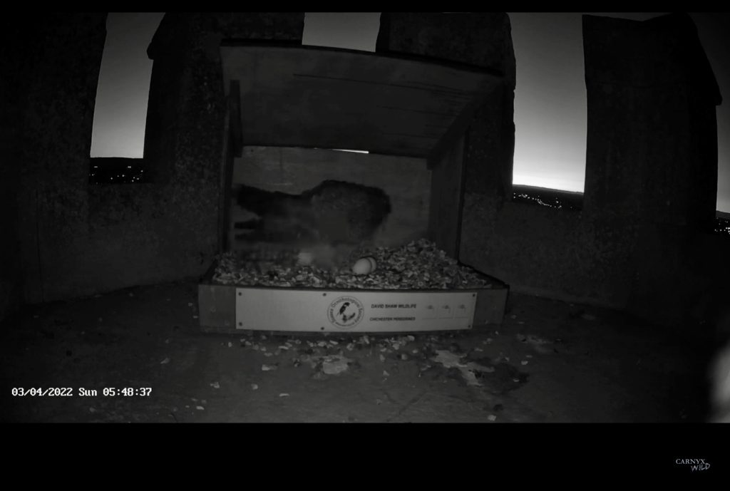 Chichester Peregrines Full Clutch