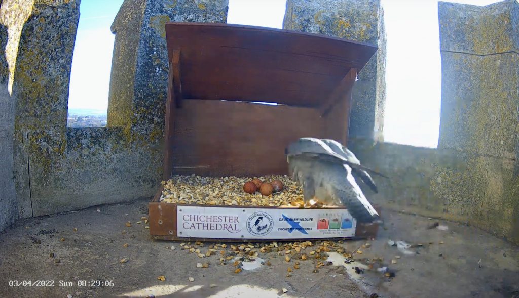 Chichester Peregrines fourth egg hatches