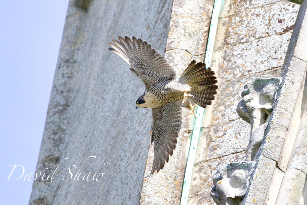 Chichester Peregrines Easter Sunday