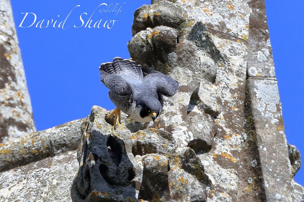 Chichester Peregrines so fast