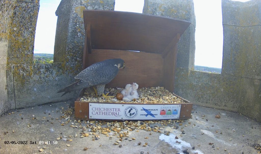 Chichester Peregrines Heavy Heart