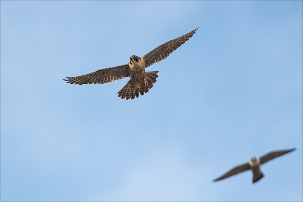 Chichester Peregrines swooping about Photo Neal Scott