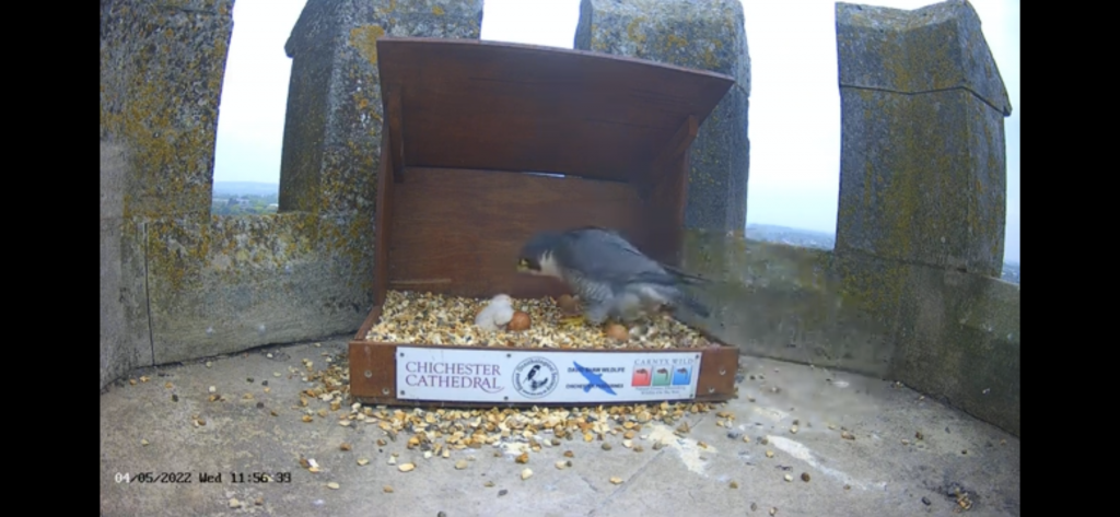 Chichester peregrines two hatched