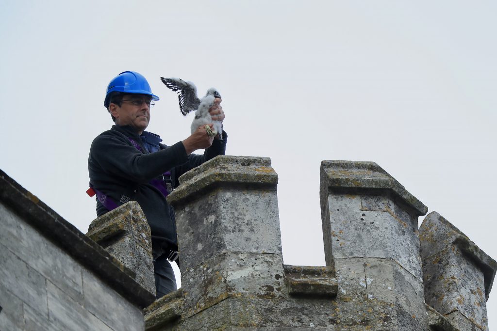 Chichester Peregrines ringing