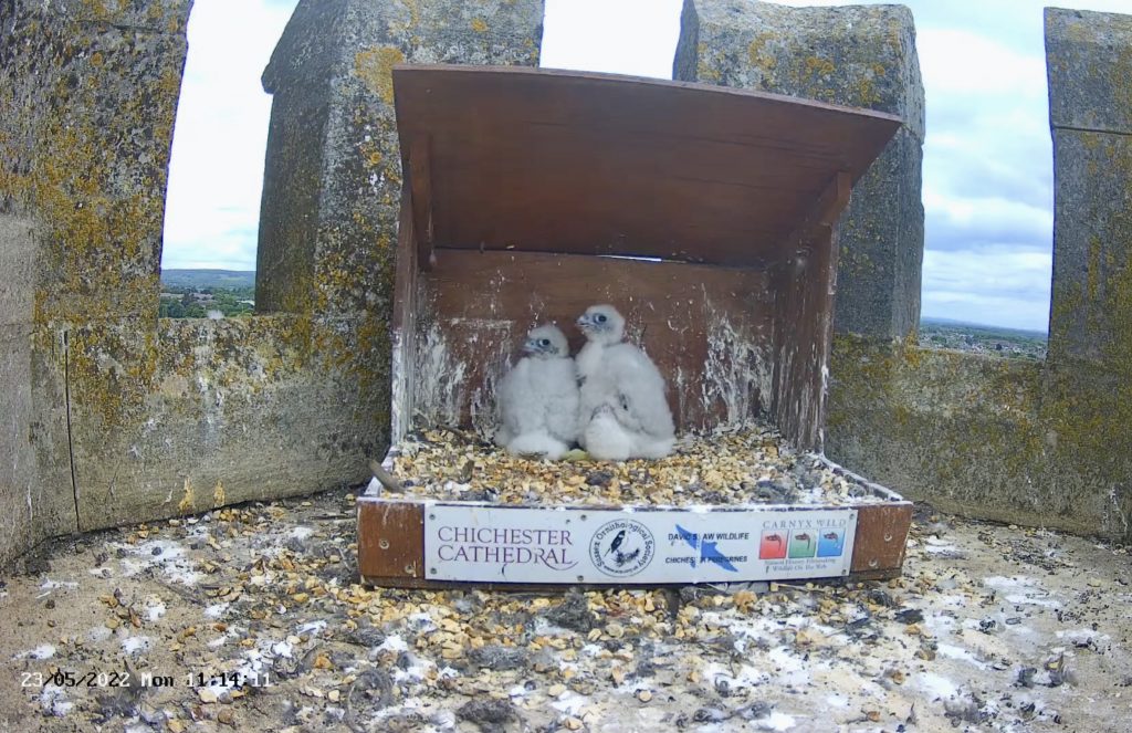 Chichester Peregrines Boy and Girl?