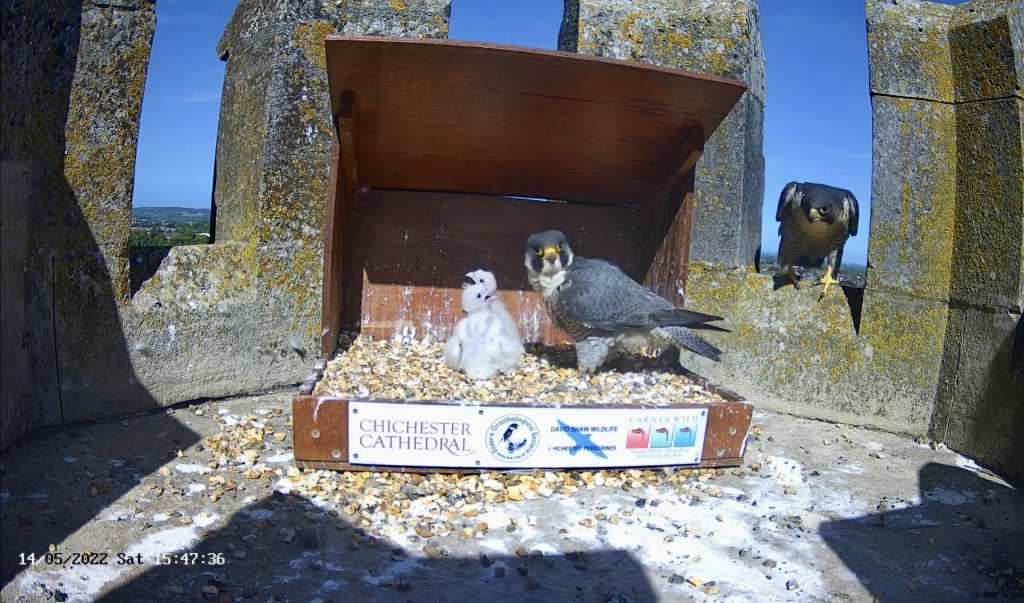 Chichester Peregrines growing fast
