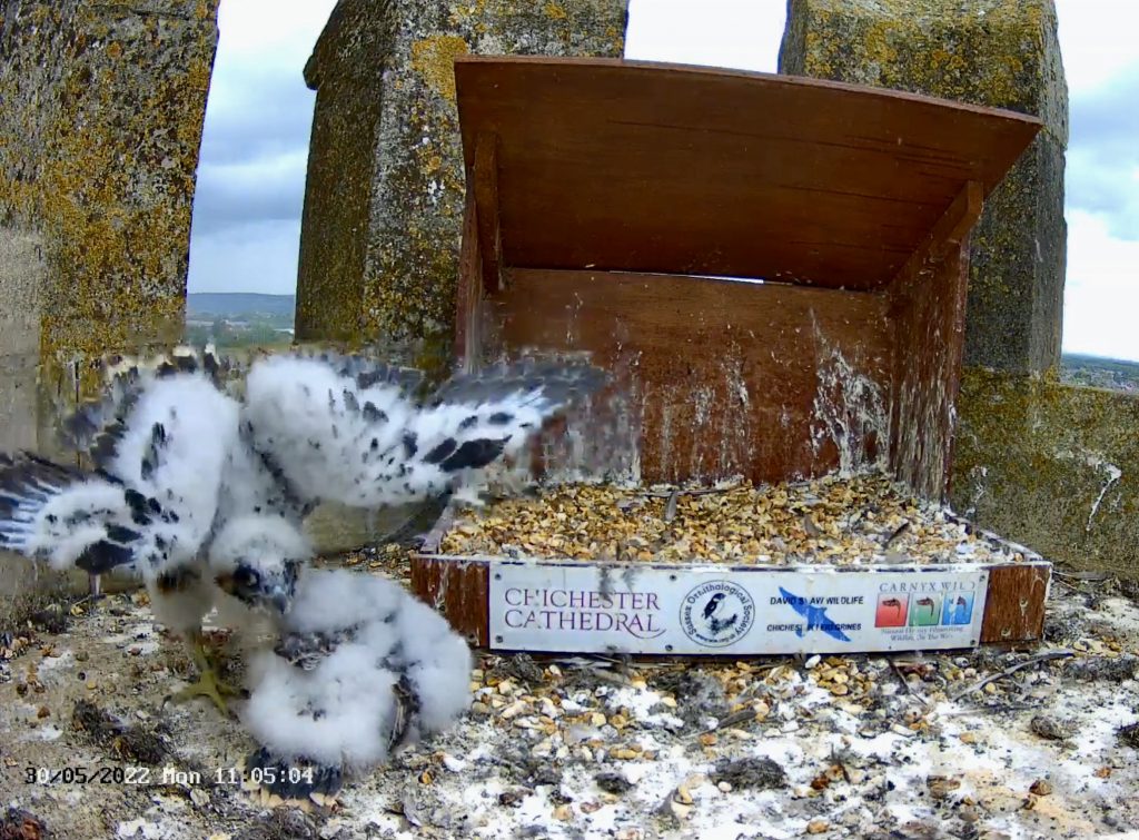Chichester peregrines prehistoric moment…..!!