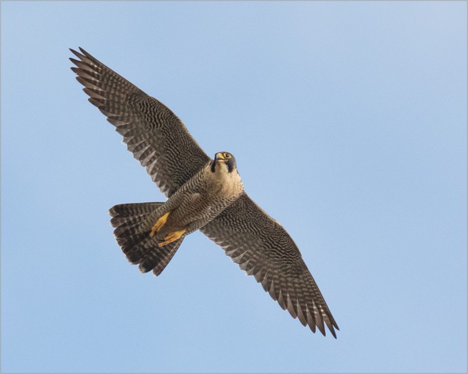 Chichester Peregrines not happy…..