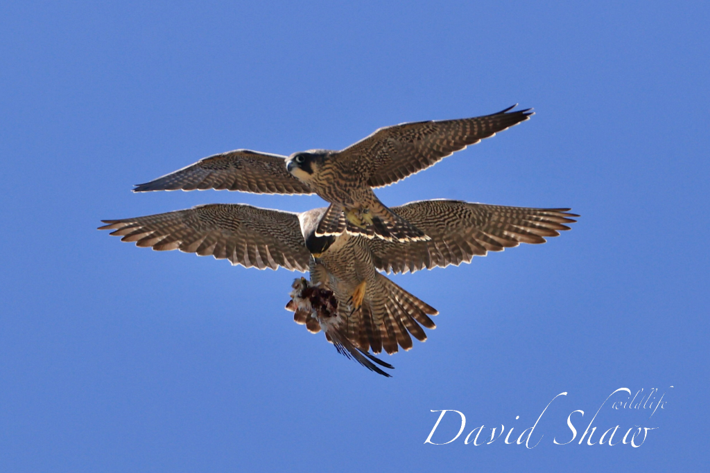 Chichester Peregrines Great Day….!!