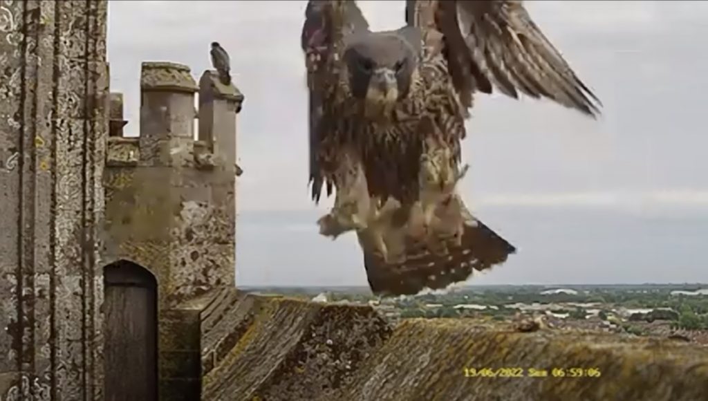 Chichester Peregrines both birds fledged wonderful views at the Cathedral….!!