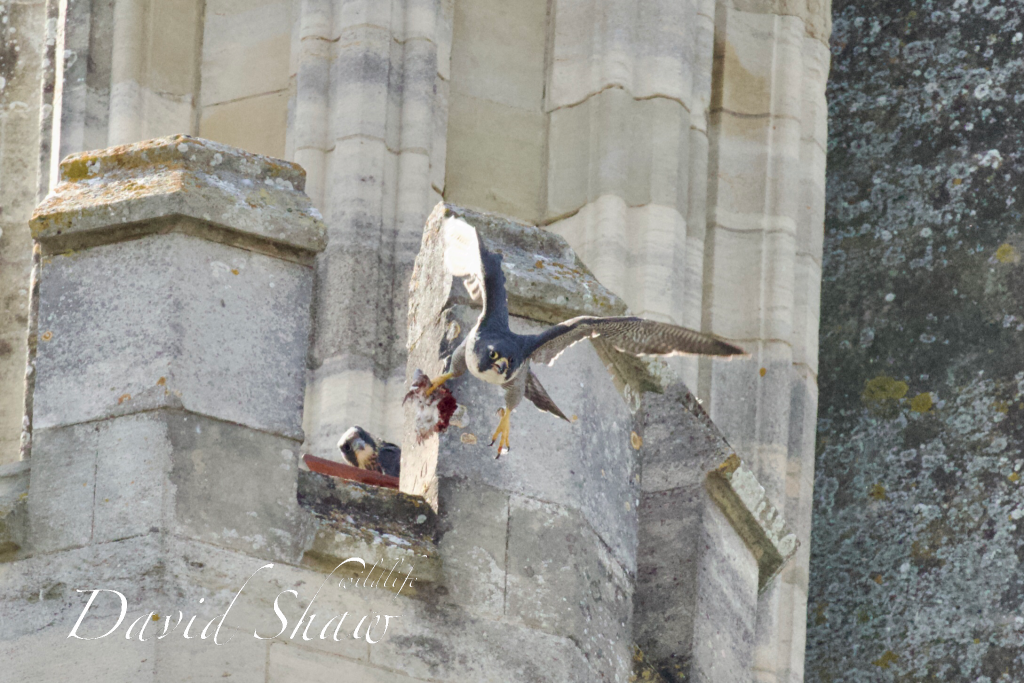 Chichester Peregrines…..that’s so unfair….!!