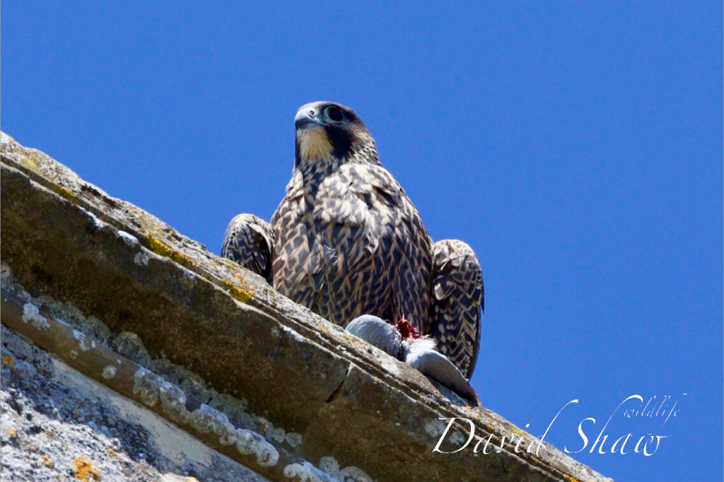 Chichester Peregrines flying well…..!!