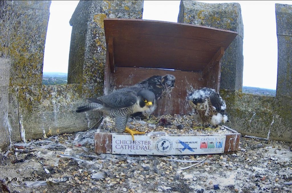 Chichester Peregrines bigger than me…..!!