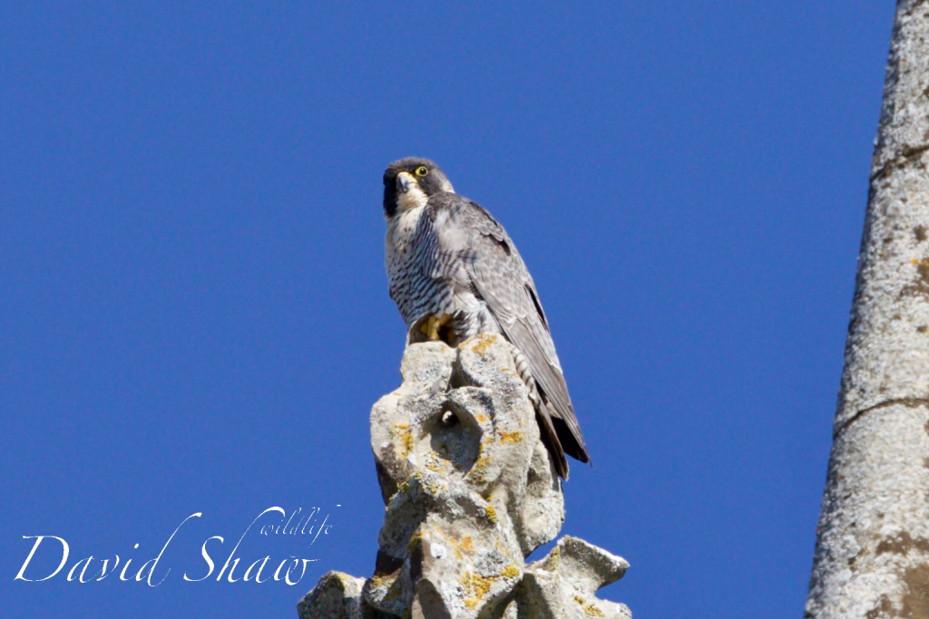 Chichester Peregrines open days….!!