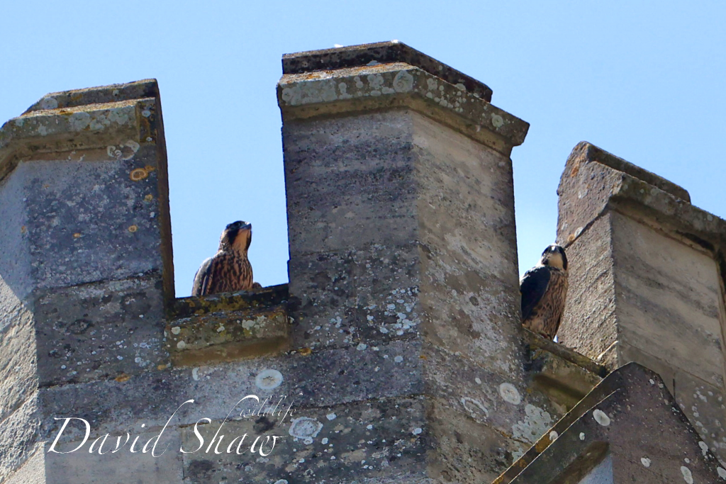 Chichester Peregrines Two up….!!