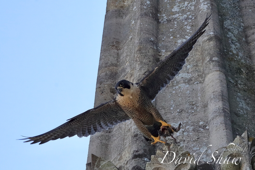 Chichester peregrines open day….!!