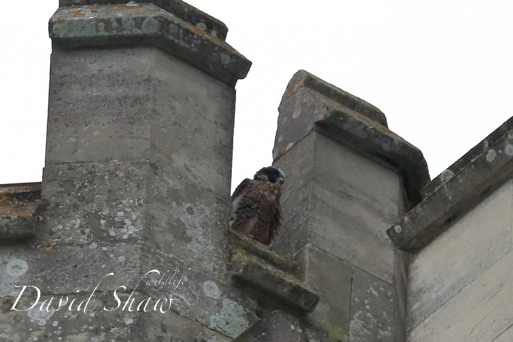 Chichester Peregrines open days….!!