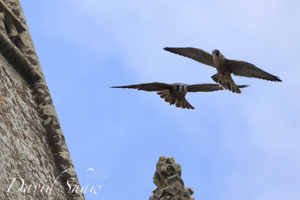 Chichester Peregrines Top Flying….!!