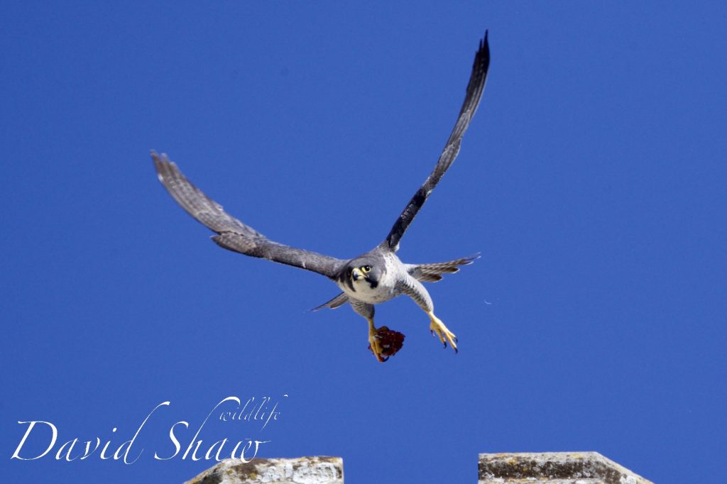 Chichester Peregrines open days…!!