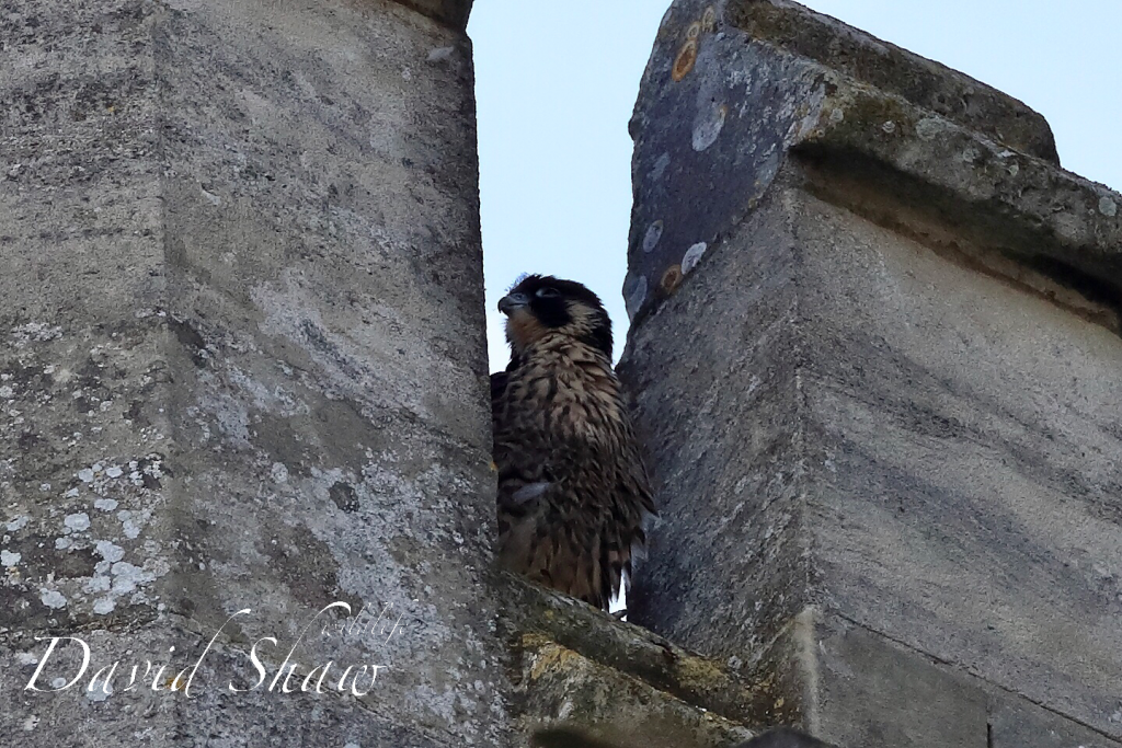 Chichester peregrines open days….!!