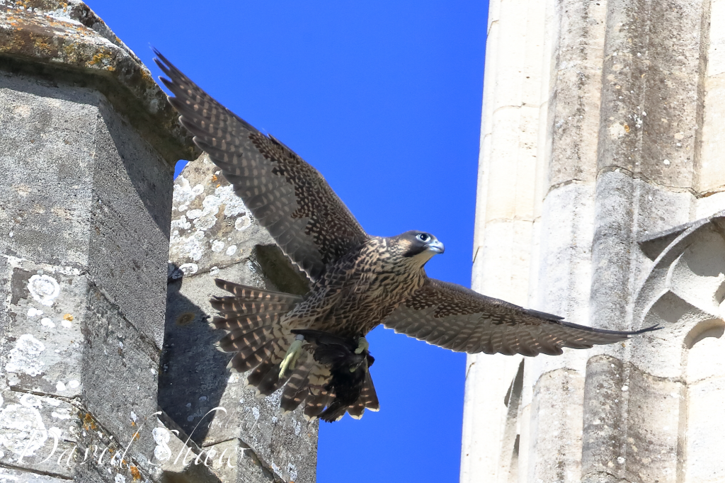 Chichester PeregrInes learning fast….!!
