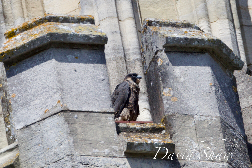 Chichester Peregrines fledging getting close….!!