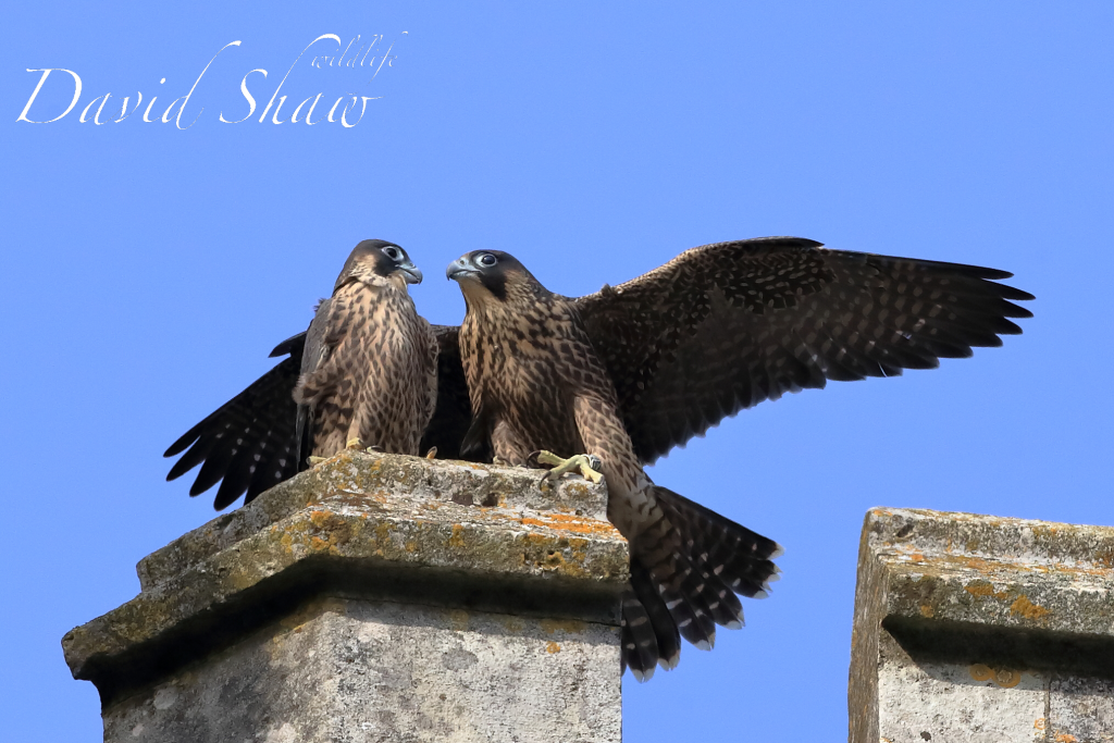 Chichester Peregrines Me and my Brother…..!!