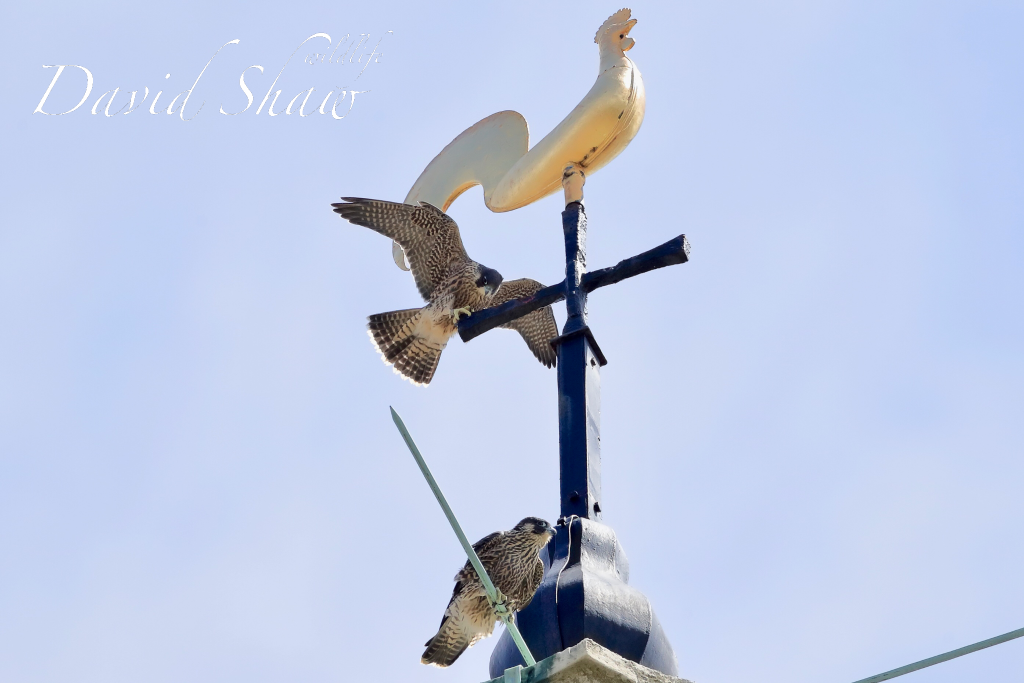 Chichester Peregrines Top of the Spire….!!
