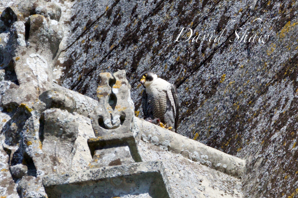 Chichester Peregrines open days…..!!