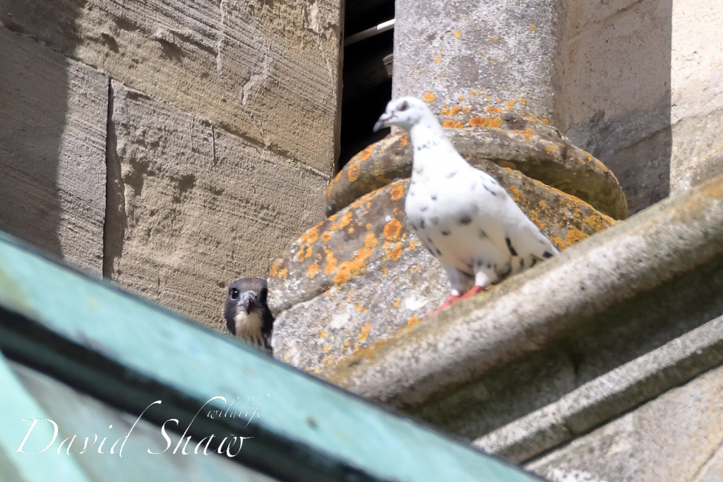 Chichester Peregrines ….there must be a better way….!!