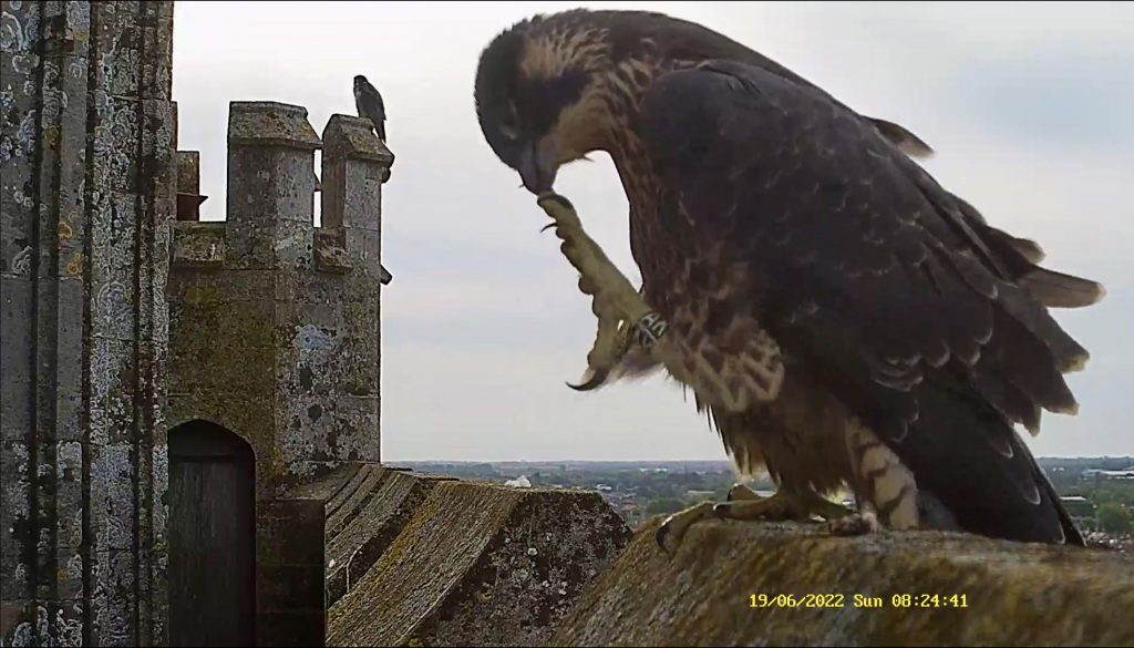 Chichester Peregrines little girl fledged first….!!