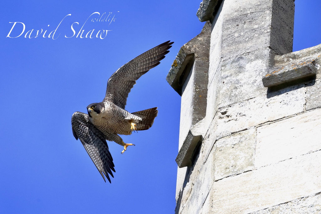 Chichester Peregrines…..Festival of Speed….!!
